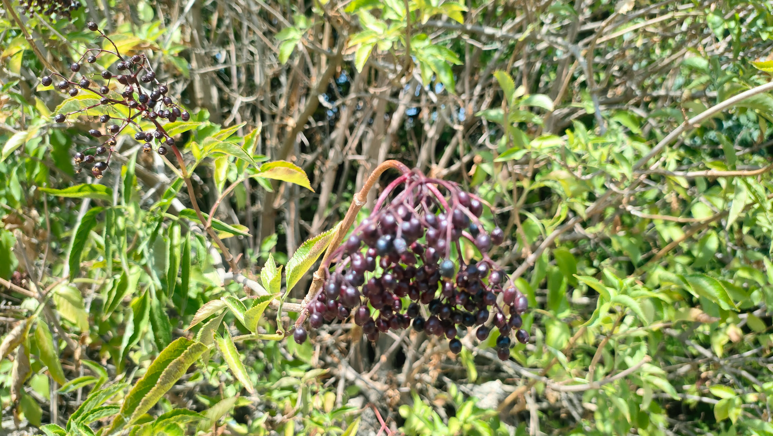 Nahaufnahme einer überhängenden Holunderdolde voller schwarz-violetter Beeren zwischen grünen Blättern