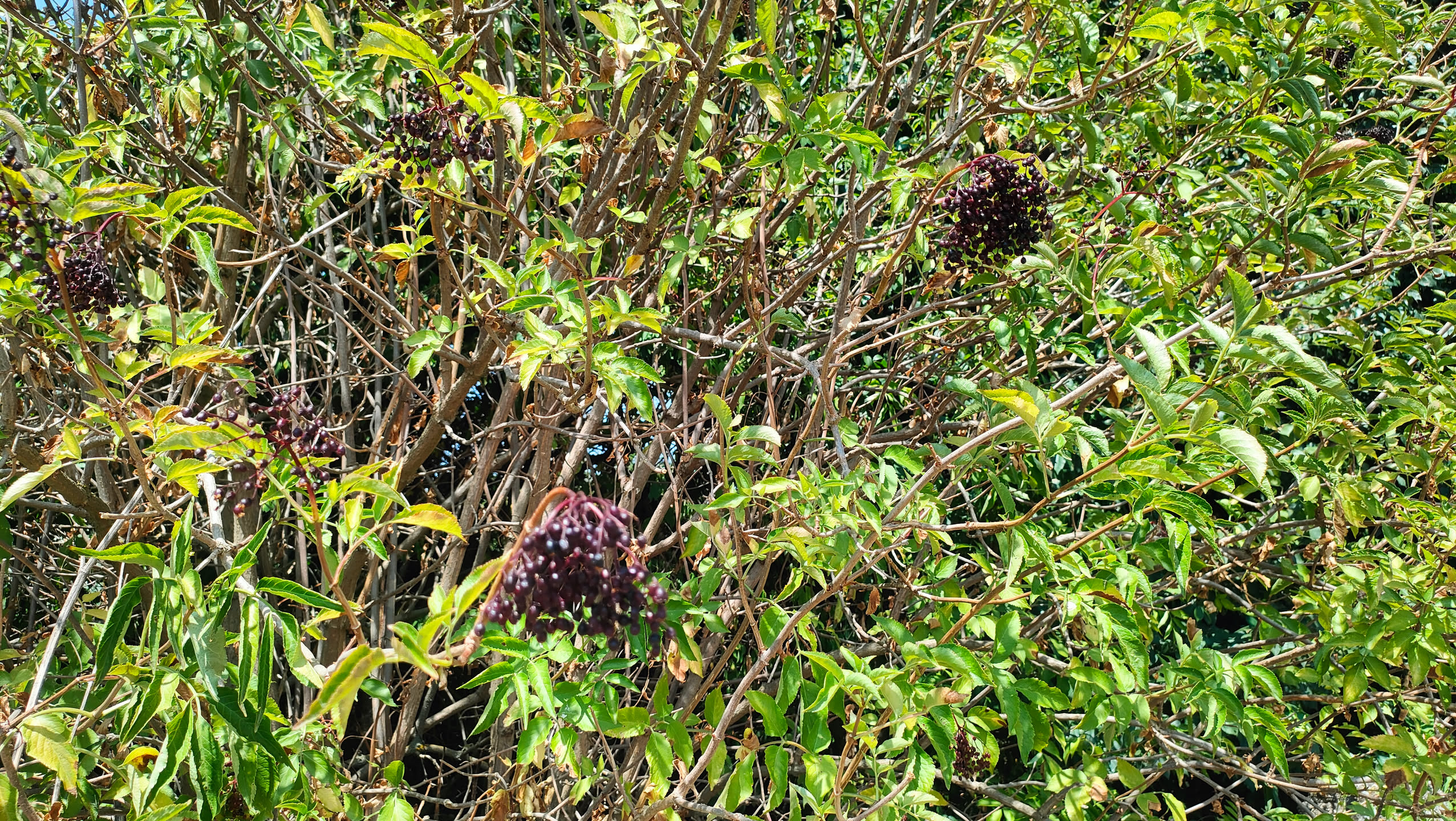 Dichter Holunderstrauch mit mehreren überhängenden Dolden aus schwarz-violetten Beeren