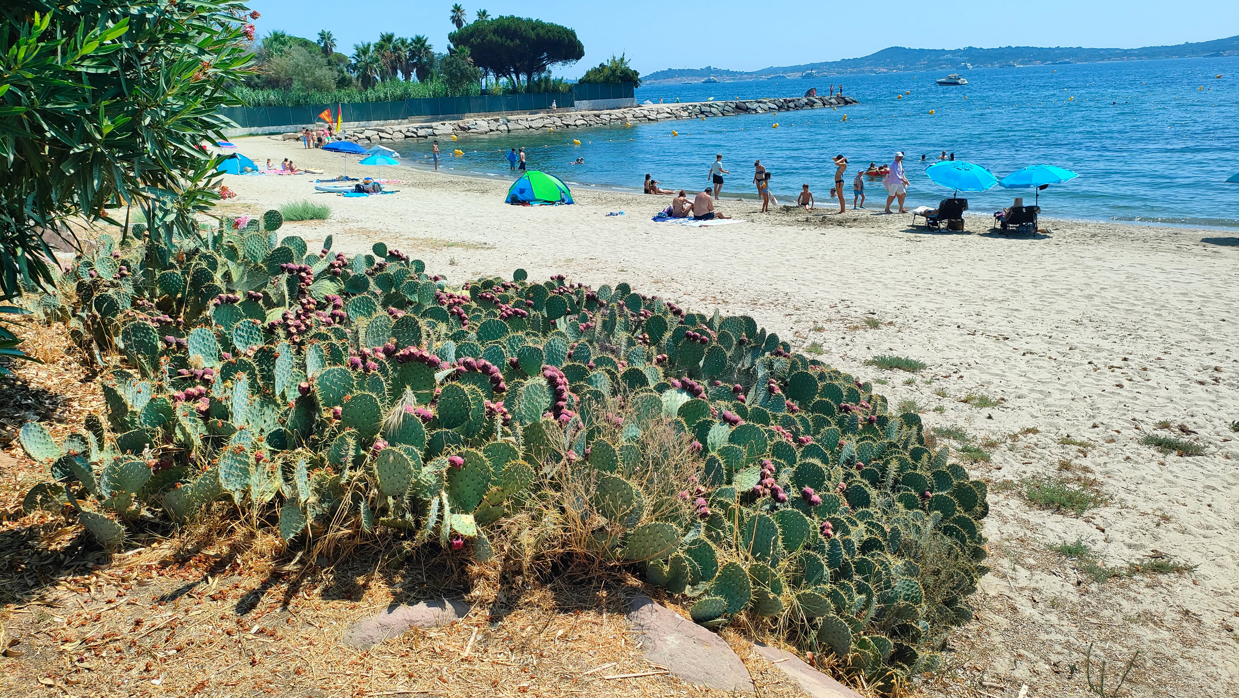 Großer Feigenkaktus mit noch unreifen, überwiegend grünen Früchten direkt am Sandstrand, im Hintergrund Badegäste und das Meer