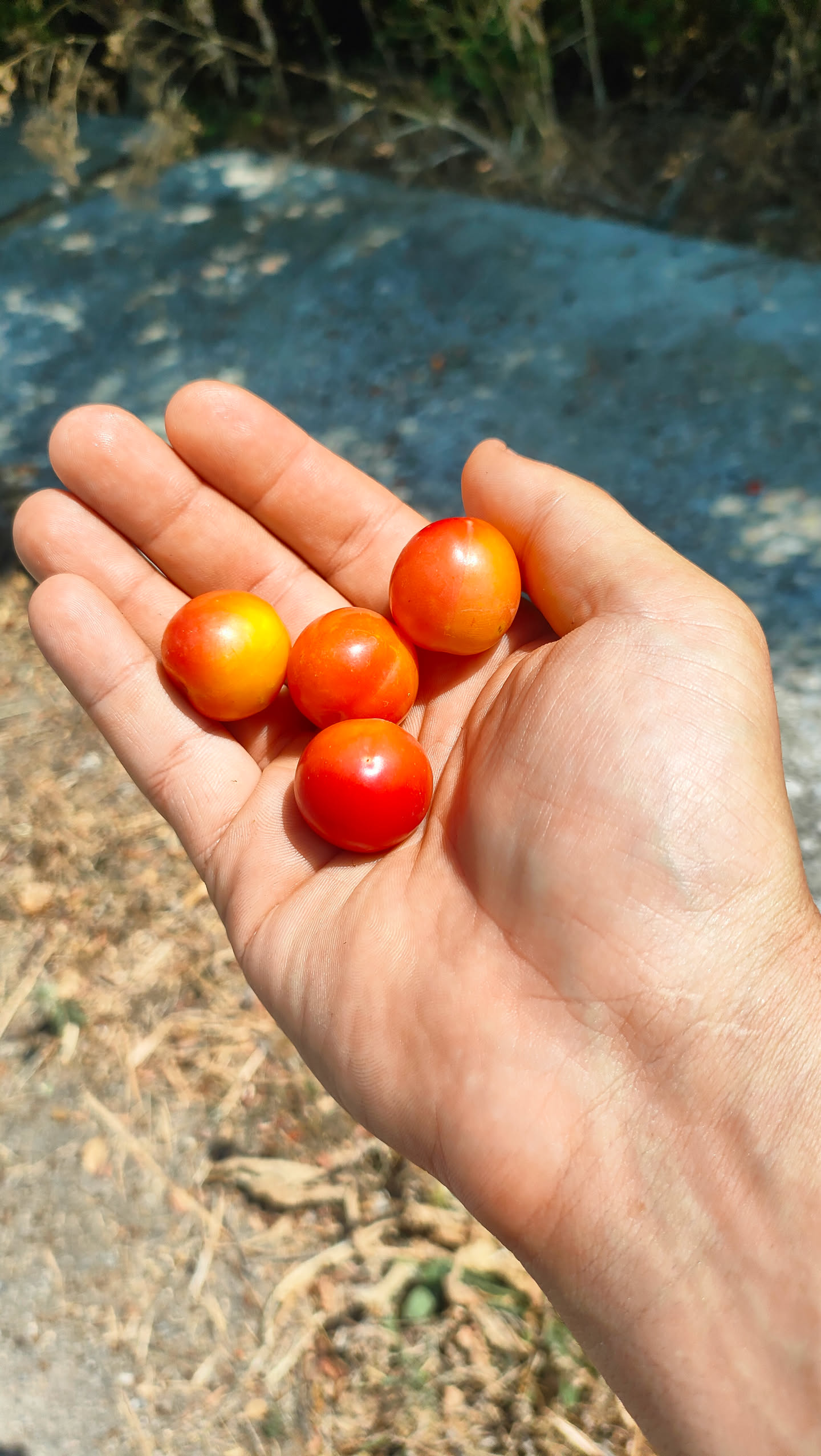 Vier kleine, rot-gelbe Kirschpflaumen in einer geöffneten Hand