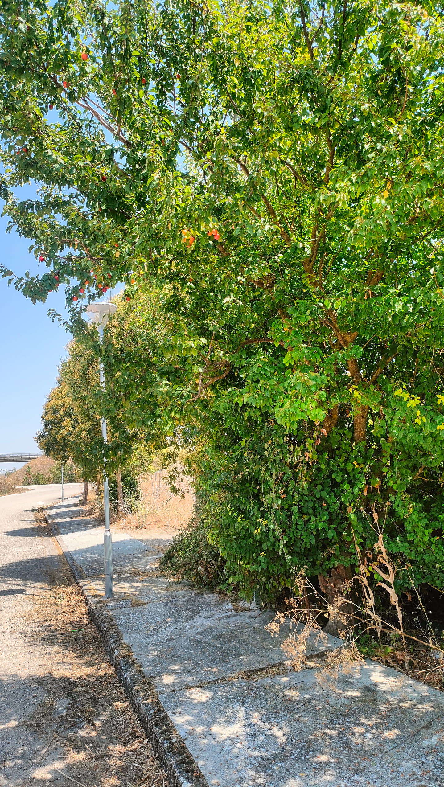Baum am Wegrand mit sichtbarem Fruchtbehang aus kleinen roten Kirschpflaumen zwischen grünen Blättern