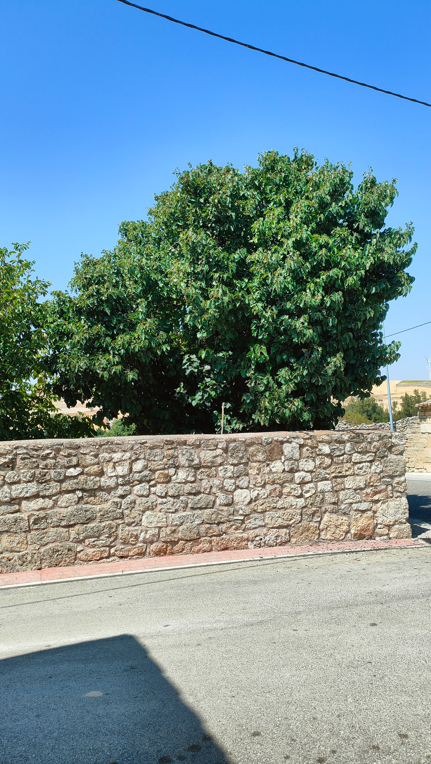 Großer, dicht belaubter Maulbeerbaum hinter einer Steinmauer in einem spanischen Dorf