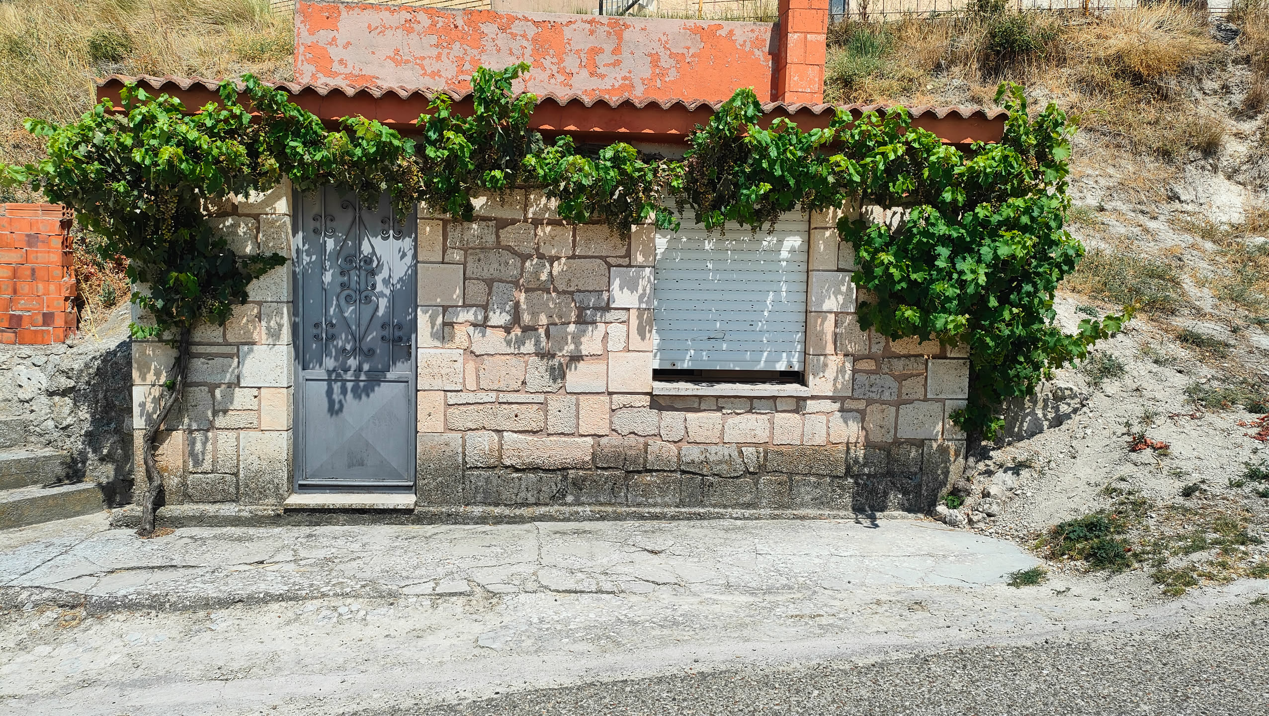 Gepflegte Weinreben mit Trauben an einem Haus