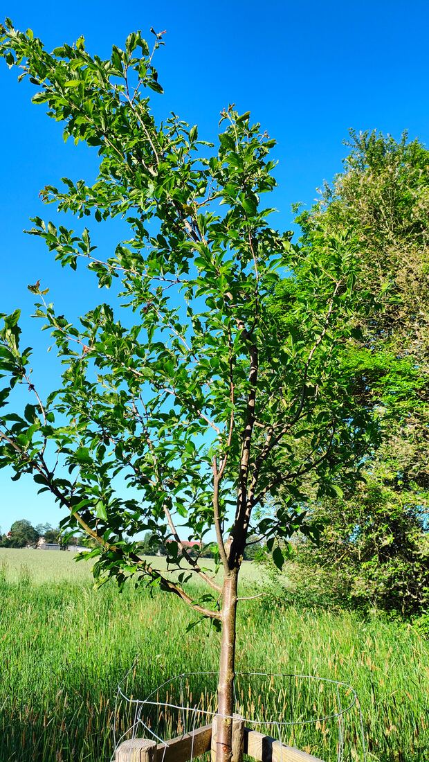 Junger Obstbaum auf der Wiese im Mai, noch frisches grünes Gras