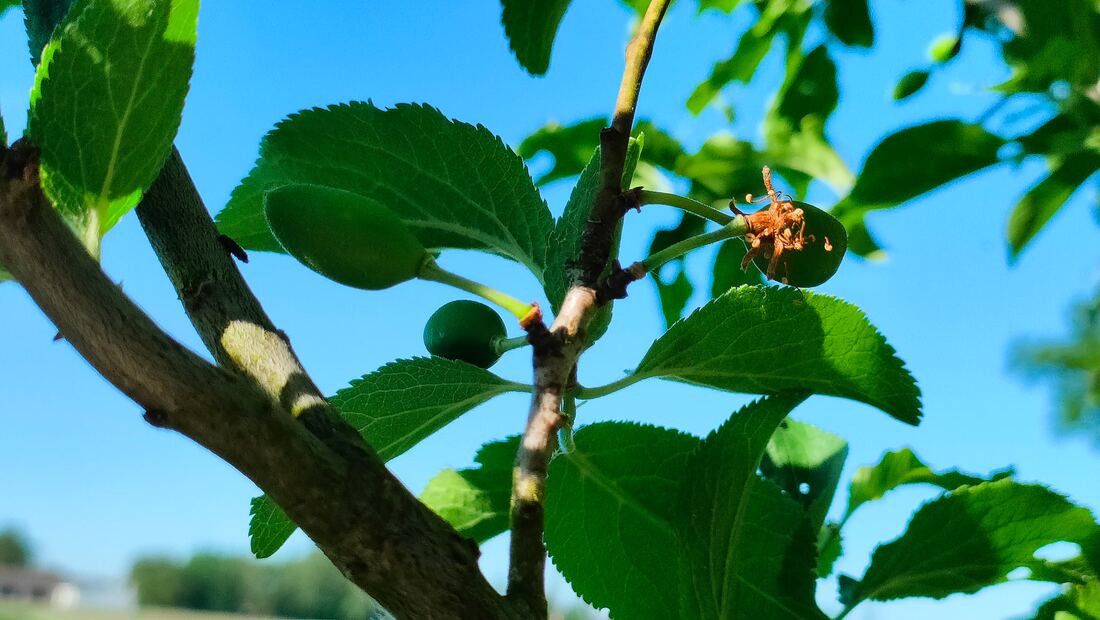 Zwei winzige grüne Früchte am Zweig, an einer hängen noch vertrocknete Blütenreste
