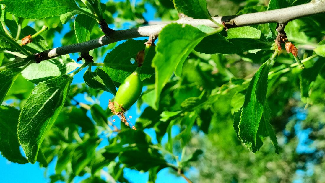 Einzelne kleine grüne Frucht mit vertrockneten Blütenresten am Ast