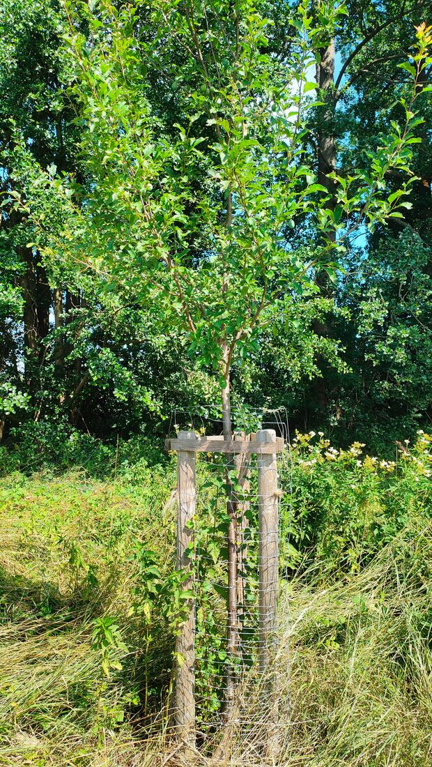 Junger Obstbaum mit Drahtschutz gegen Wildverbiss, weitere Bäume im Hintergrund