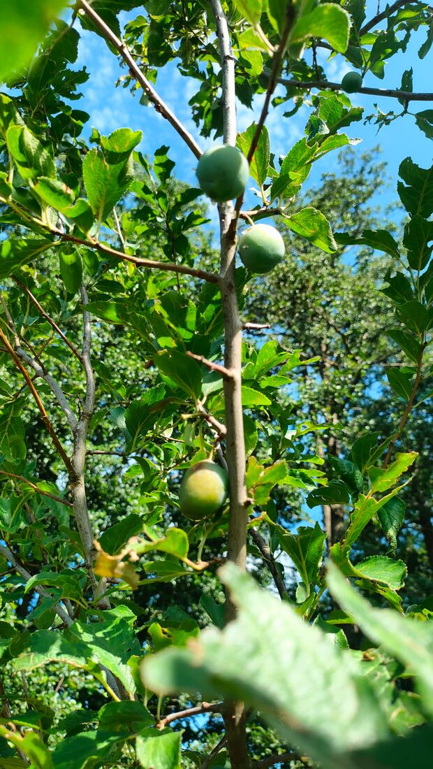 Mehrere grüne, deutlich oval geformte Früchte am Ast vor blauem Himmel