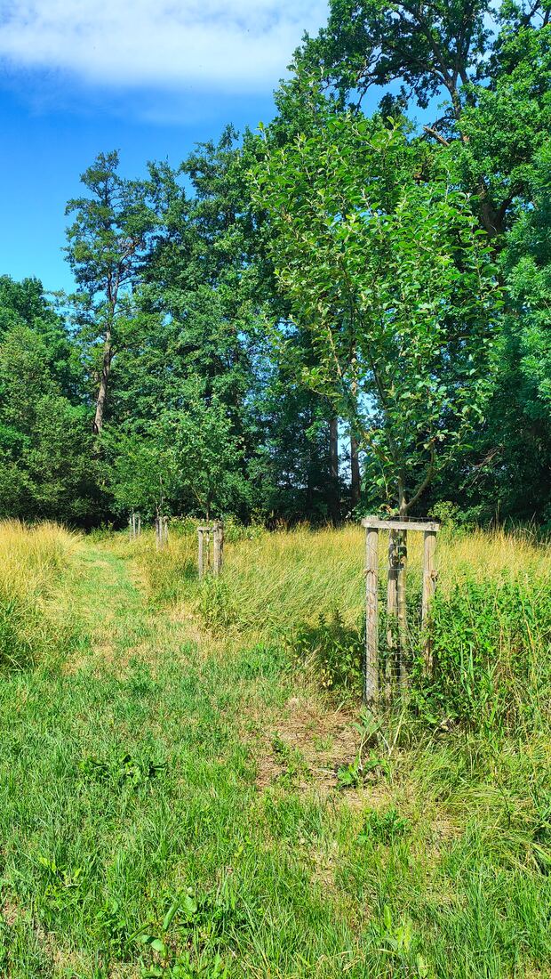 Reihe junger Obstbäume mit Drahtschutz auf der Streuobstwiese im Sommer