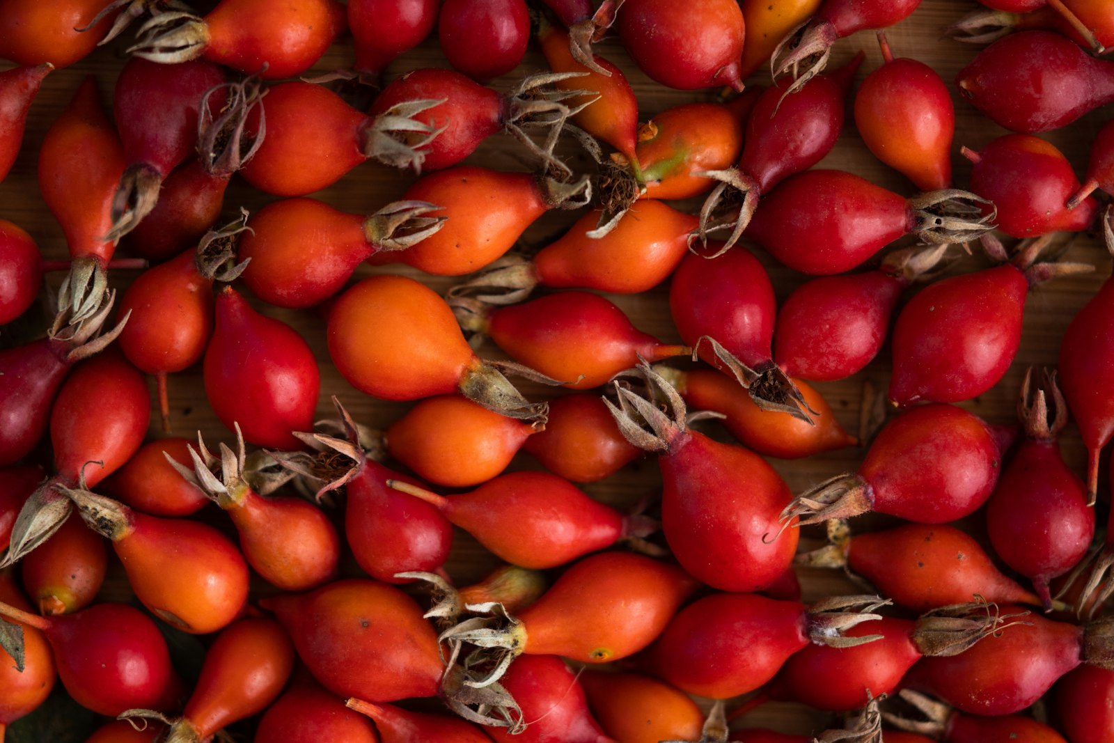 Frisch geerntete Hagebutten – rote und orangerote Früchte nebeneinander