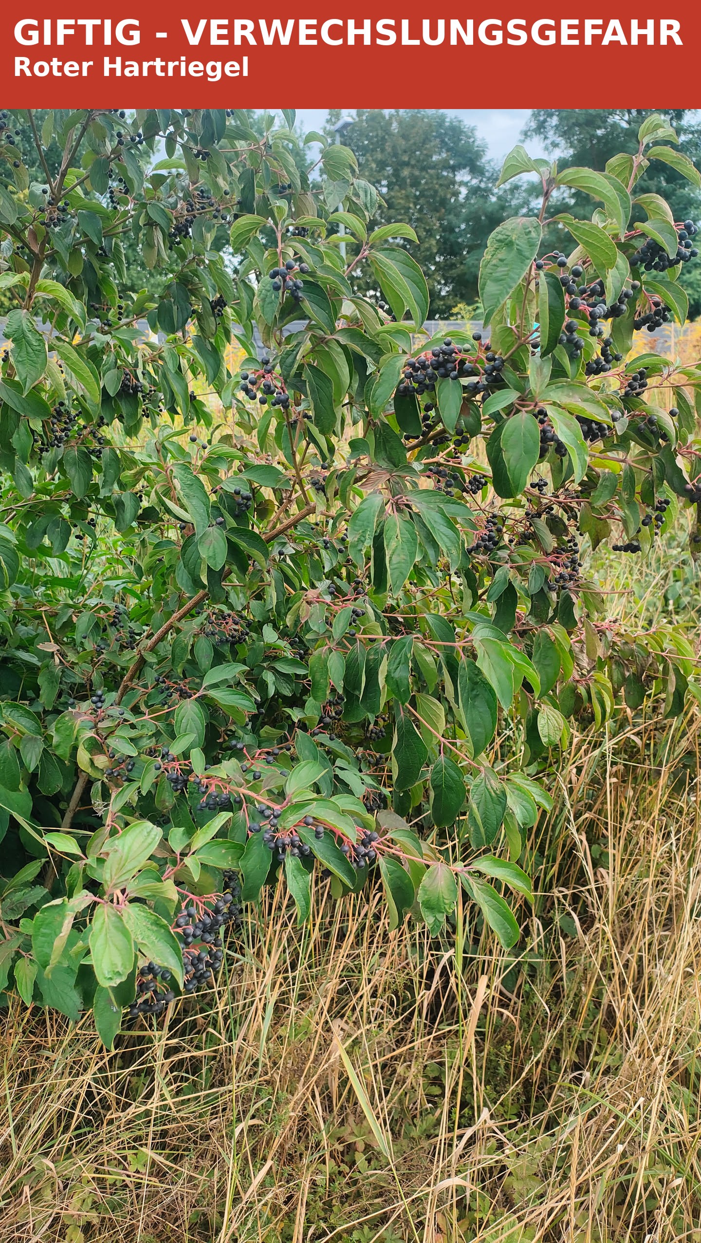 Giftig, kein Holunder: Roter Hartriegel-Strauch mit einfachen gegenständigen Blättern und schwarz-blauen Beeren an rötlichen Stielen