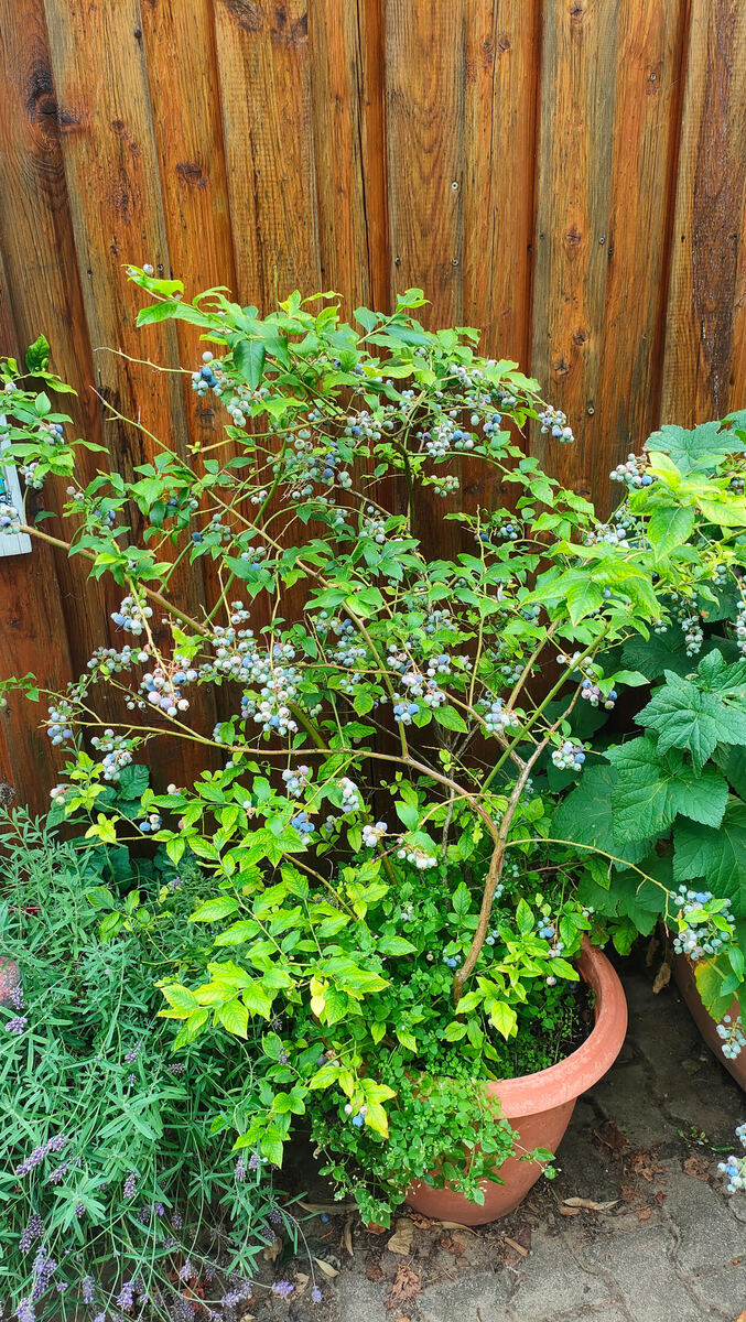 Kulturblaubeer-Strauch im Terracotta-Kübel im Garten, dicht behangen mit Beeren