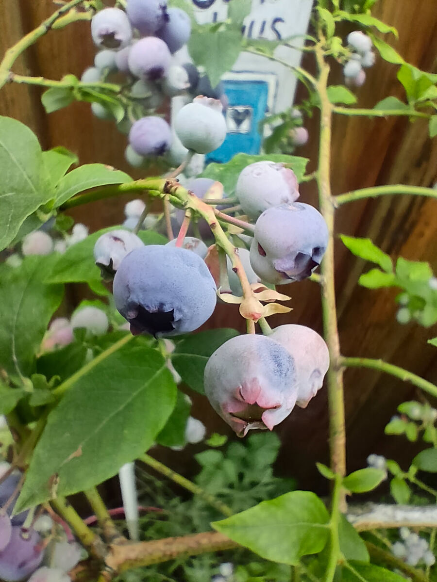 Kulturblaubeeren in unterschiedlichen Reifestadien, grün bis blau