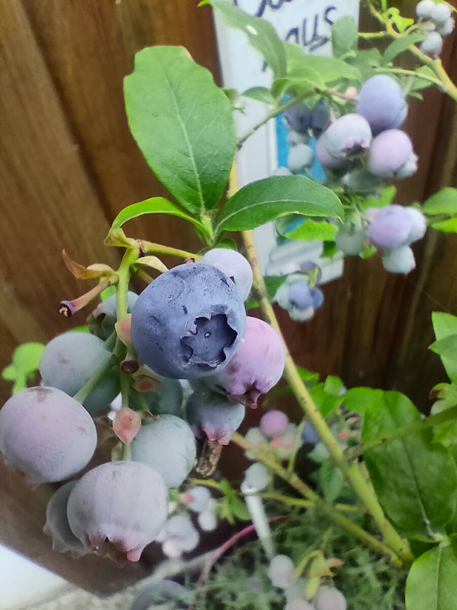 Rispe mit Kulturblaubeeren, teils noch unreif rosa gefärbt