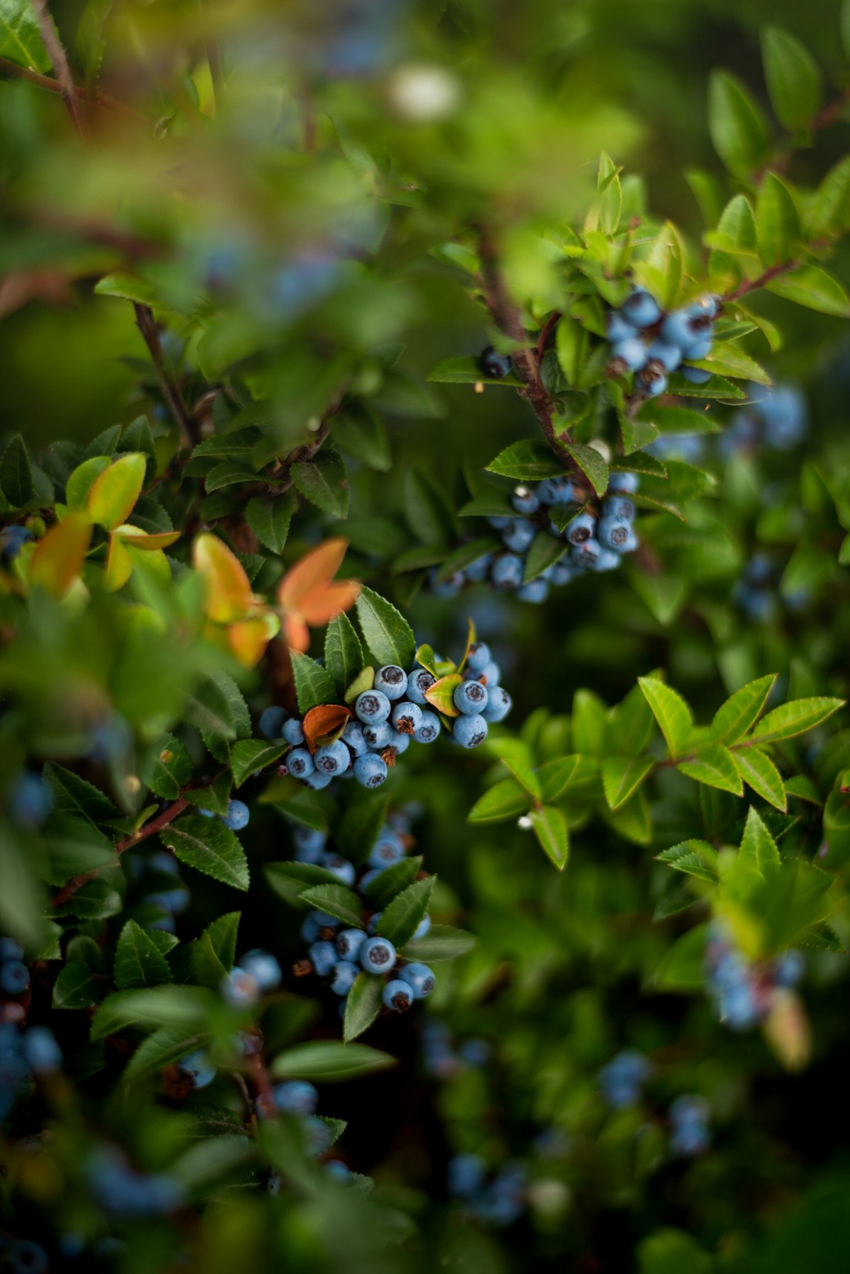 Heidelbeeren an der Pflanze im Wald, blauschwarz mit leichtem Reif