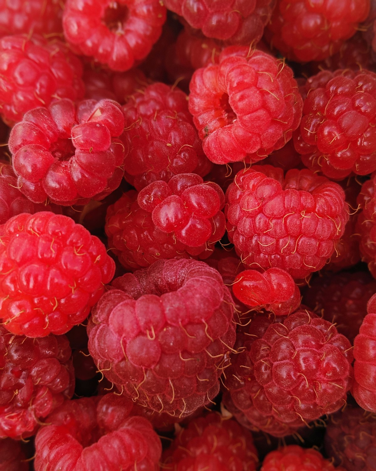 Frische Himbeeren als Nahaufnahme – saftige rote Beeren, frisch gepflückt