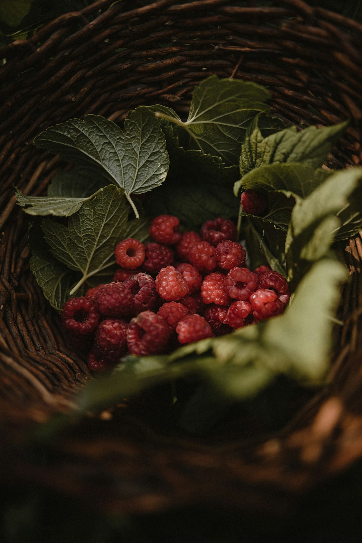 Reife rote Himbeeren an der Pflanze im Wald