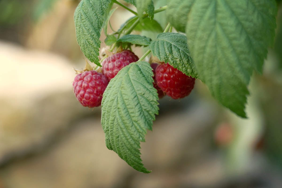 Himbeeren in flachem Behälter nach der Ernte – frisch gesammelt