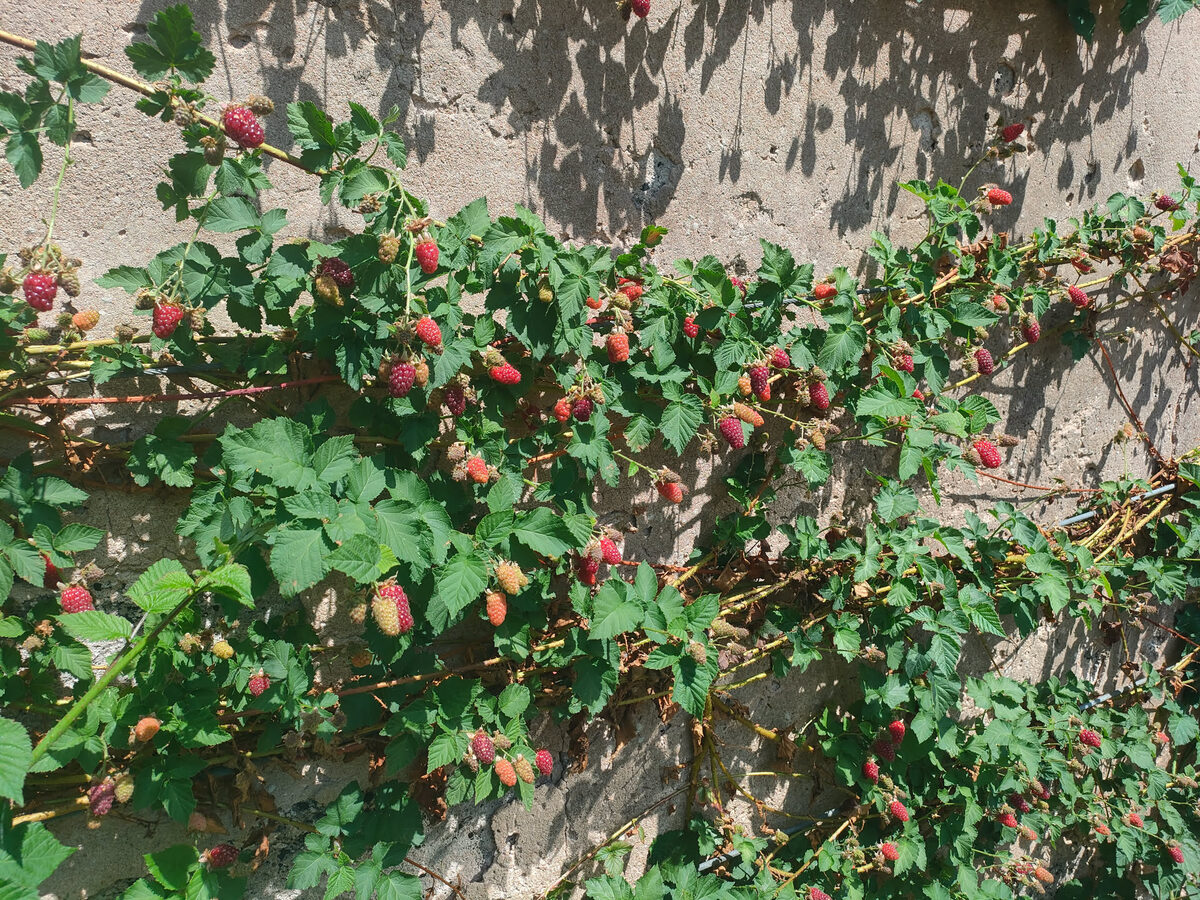 Himbeeren an einer Hauswand – eigener Garten