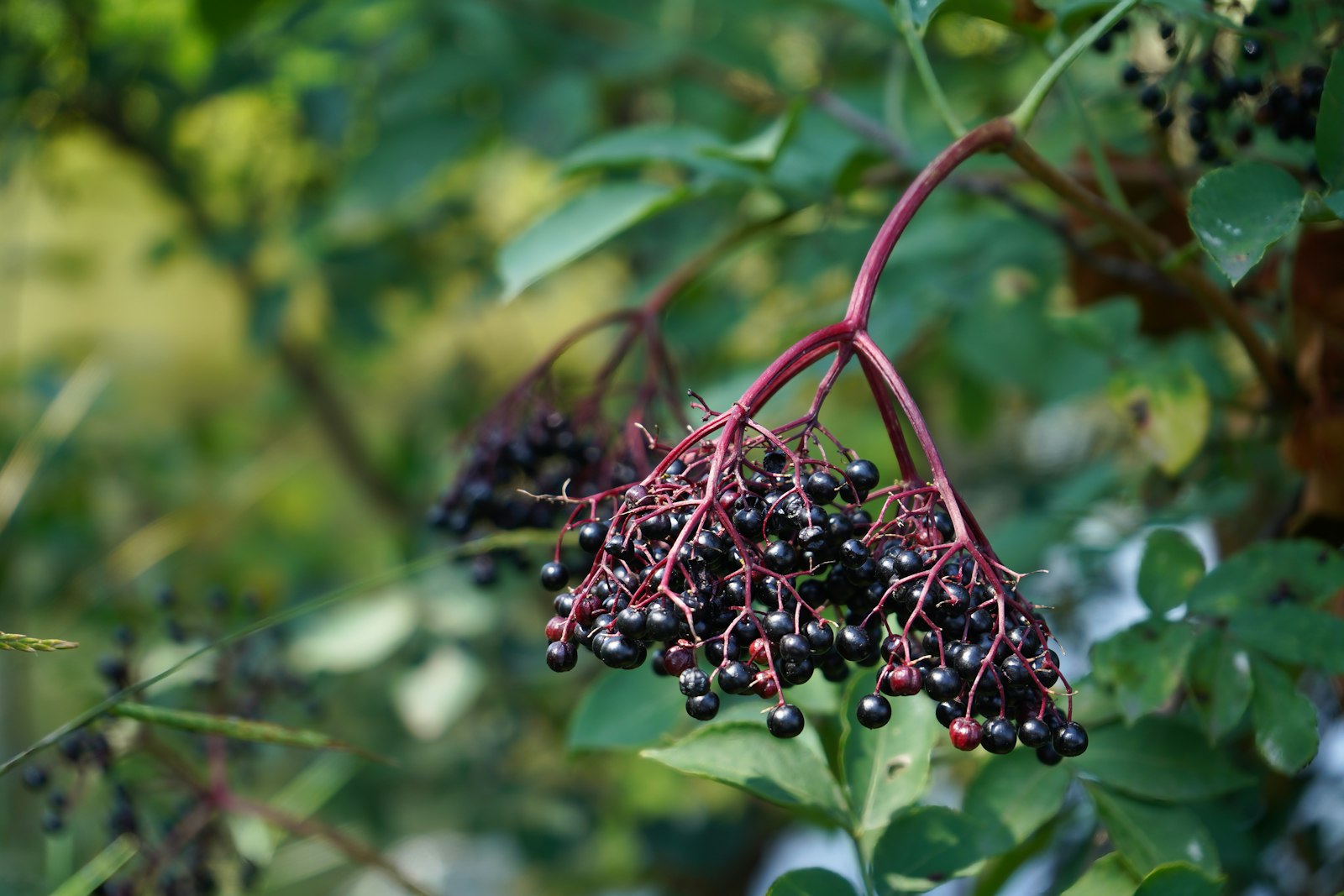Reife Schwarze Holunderbeeren mit rötlichem Stiel am Strauch