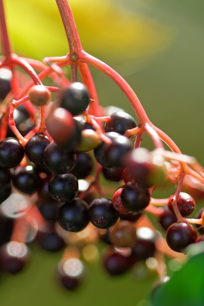 Nahaufnahme reifer Holunderbeeren an roten Stielen – teils noch unreif, teils schon tiefschwarz