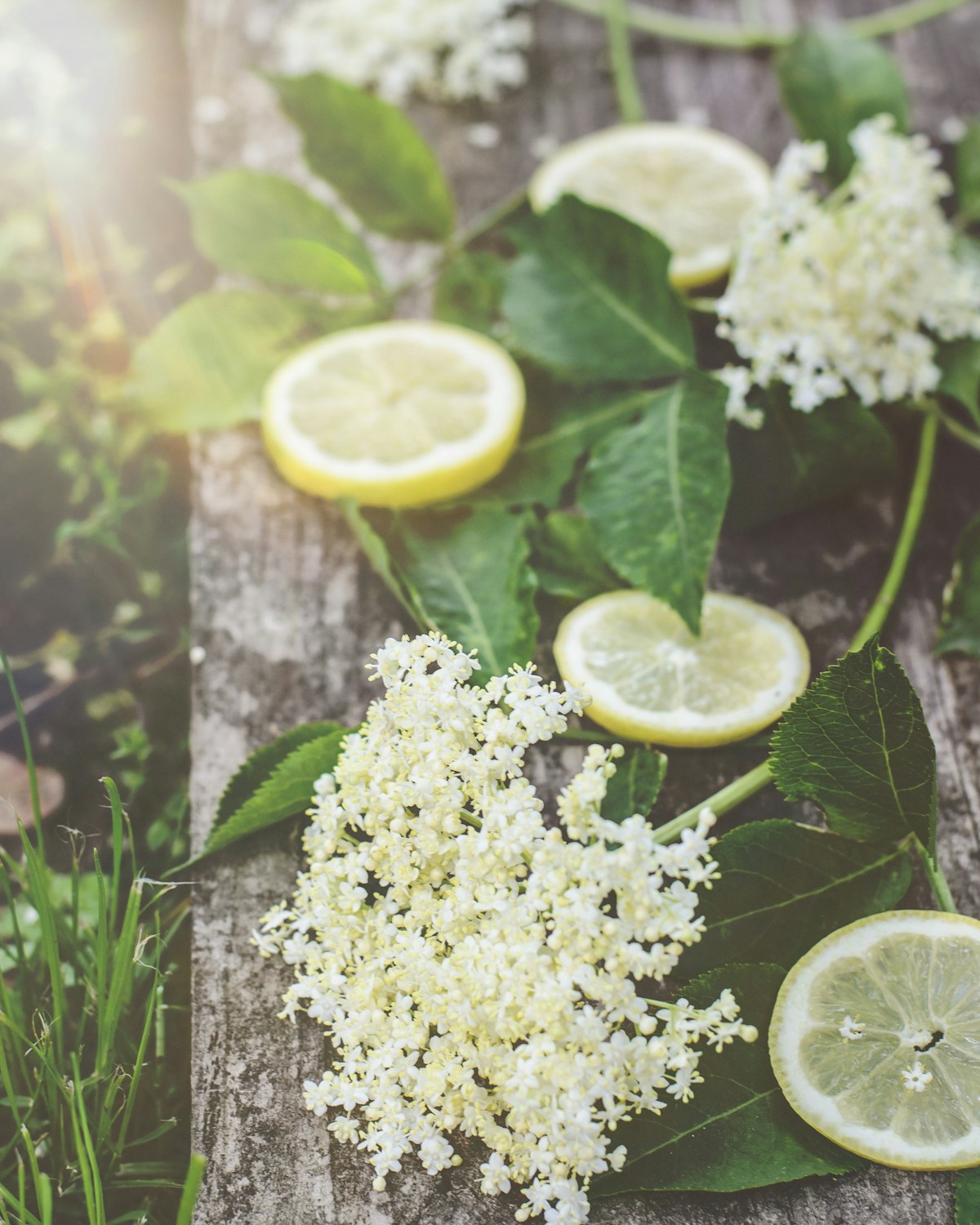 Frische Holunderblütendolden mit Zitronenscheiben auf Holz – die klassische Kombination für selbst gemachten Holunderblüten-Sirup