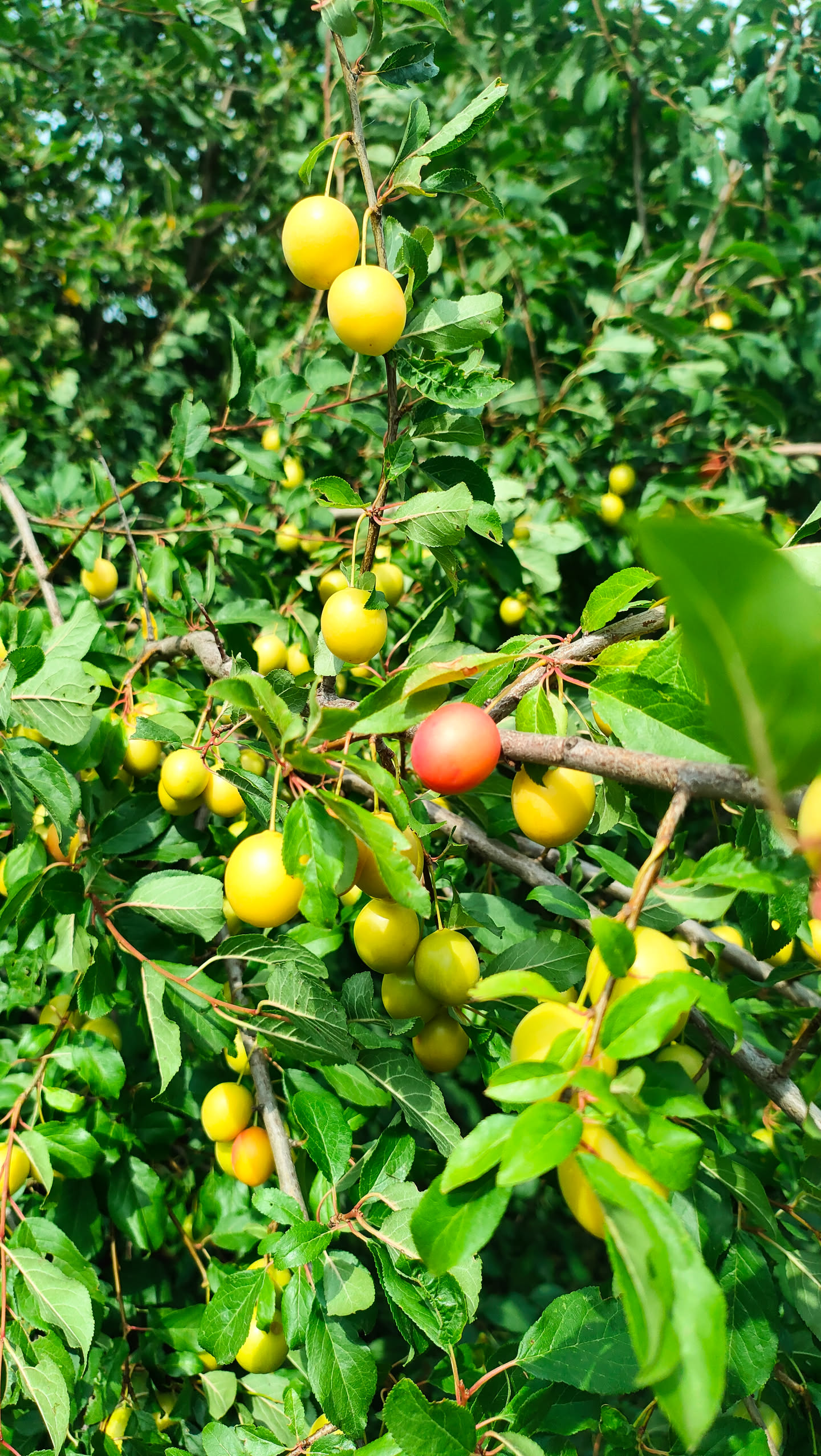 Zweig derselben Kirschpflaumenhecke mit zahlreichen gelben Früchten und einer einzelnen rötlich anreifenden Frucht