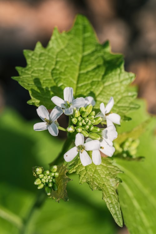 Knoblauchsrauke (Alliaria petiolata) in Blüte: weiße vierblättrige Kreuzblüten über herzförmigen, grob gezähnten Blättern – klassisches Erscheinungsbild im April an einem Waldrand