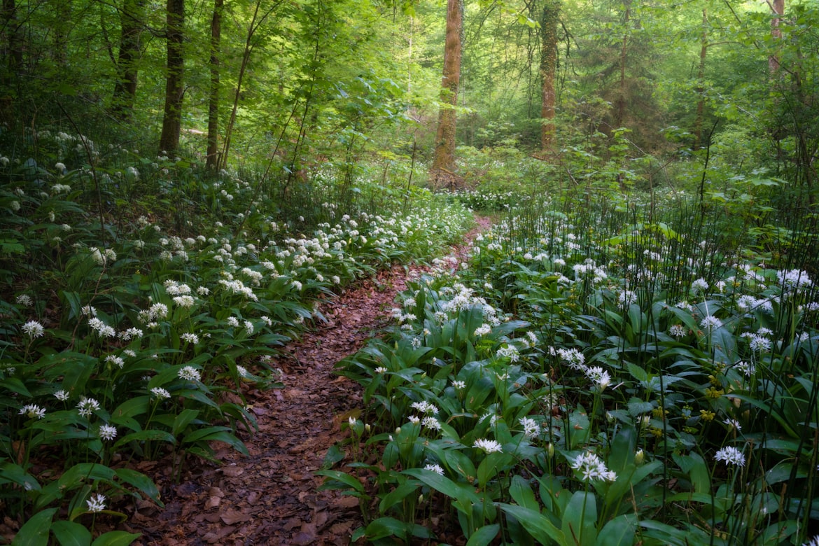 Dichter Bärlauch-Teppich mit weißen Blüten in einem Laubwald, durch den ein schmaler Waldpfad führt – typischer Bärlauch-Standort im Frühjahr