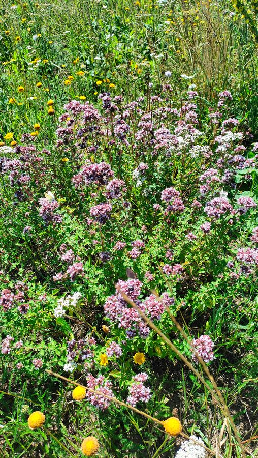 Buschig wachsender Wilder Dost mit vielen rosa-violetten Blütenköpfchen auf einer trockenen Sommerwiese, ein Schmetterling sitzt auf den Blüten