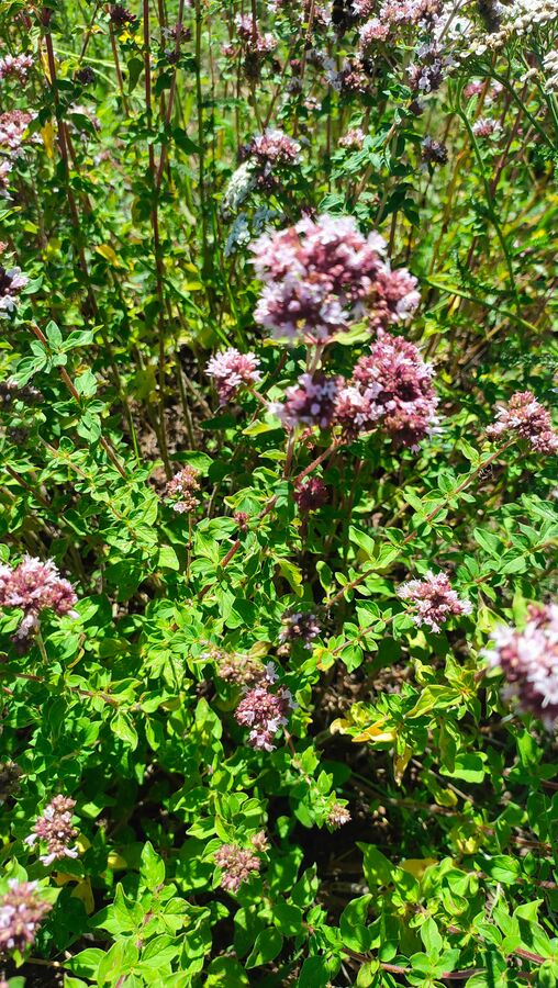 Nahaufnahme der knopfartigen rosa-violetten Blütenköpfchen des Wilden Dost mit purpurbraunen Hochblättern
