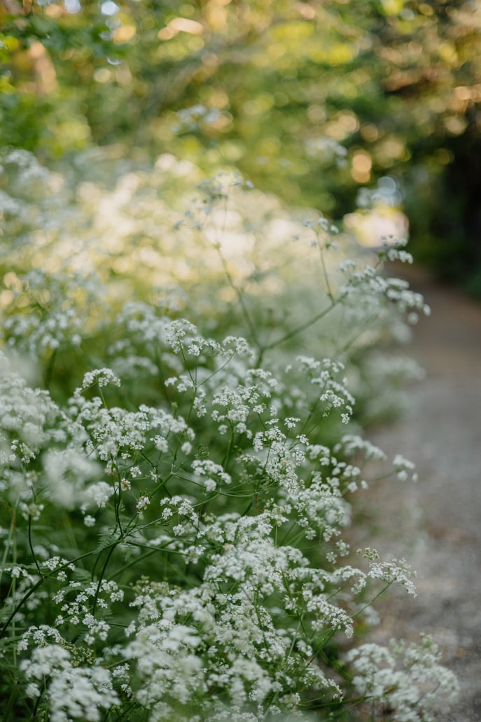 Weißblühende Doldenblütler wachsen dicht entlang eines Gartenwegs – klassischer Giersch-Standort an halbschattigen Wegrändern