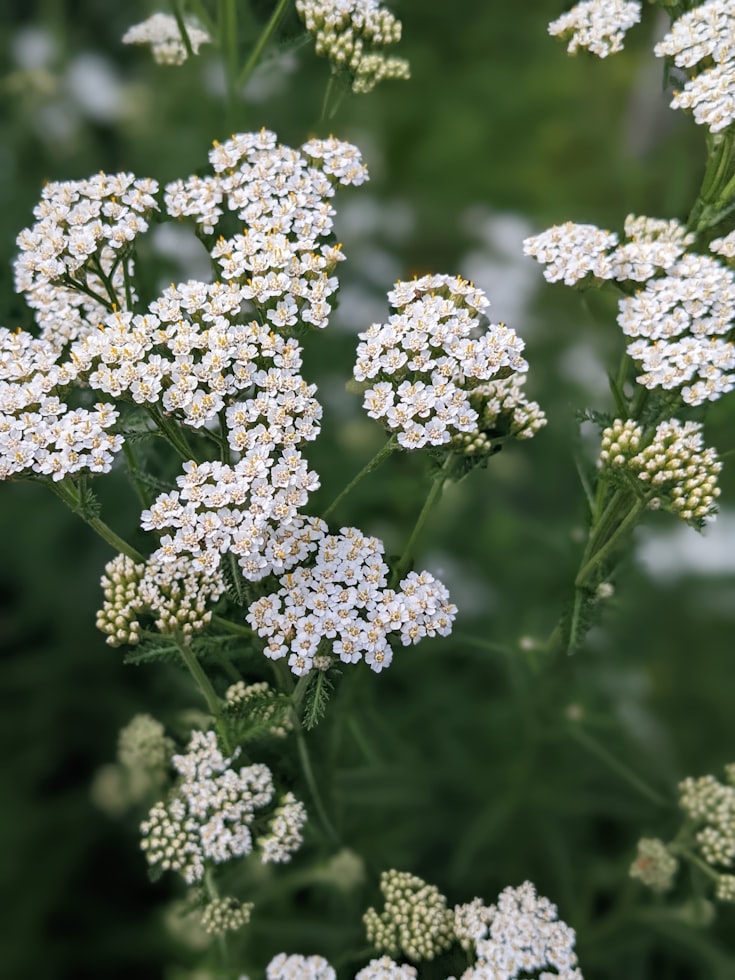 Schafgarbe in Blüte: flache weiße Schirmrispen aus vielen kleinen Blütenköpfchen, darunter die charakteristisch fein gefiederten Blätter