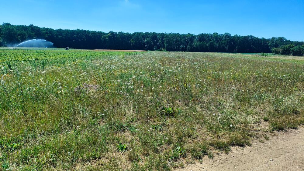 Weite, sonnige Magerwiese am Waldrand mit Wilder Möhre, Schafgarbe und dazwischen wachsendem Wildem Dost