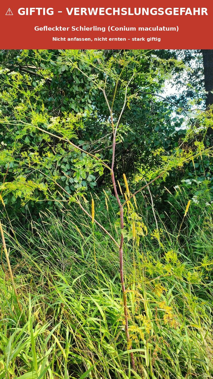 Giftig, kein Giersch: Gefleckter Schierling mit deutlich rötlich-violett geflecktem, kahlem Stängel