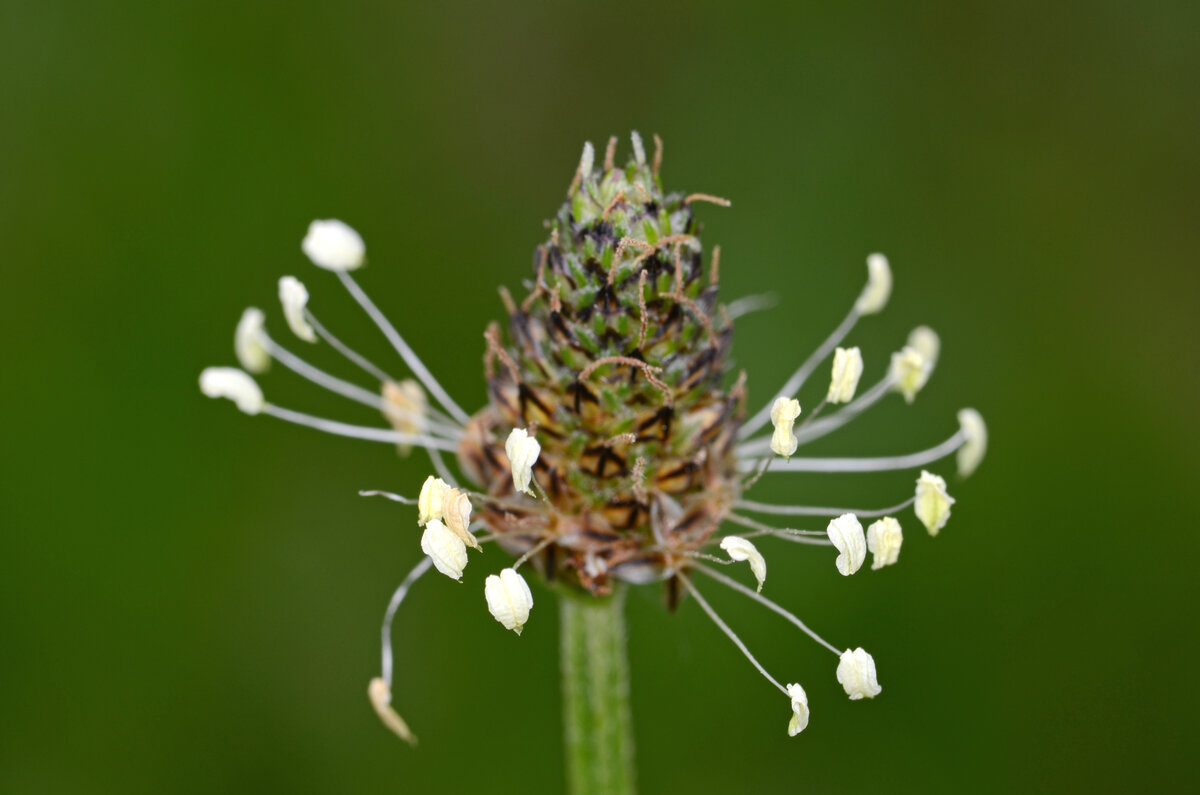 Blütenähre des Spitzwegerichs (Plantago lanceolata) mit walzenförmigem Blütenstand und Kranz weißer Staubblätter