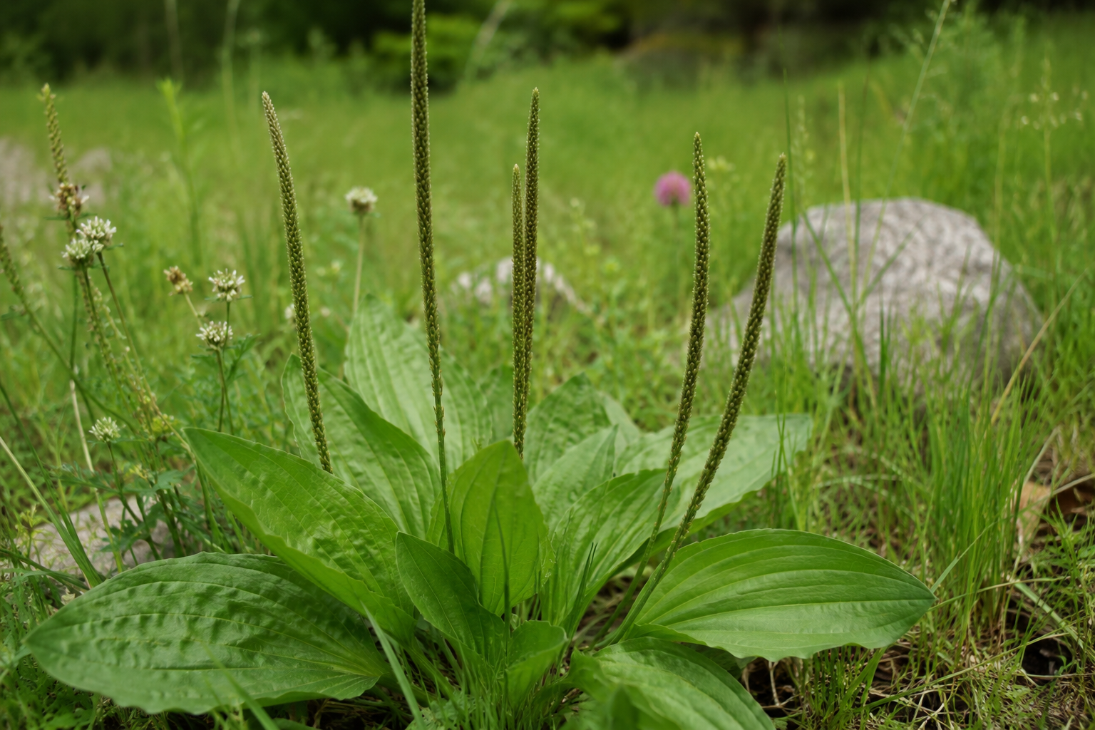Spitzwegerich-Rosette mit mehreren langen nackten Stängeln und zylindrischen Blütenähren, grundständige Blattrosette mit parallelen Längsrippen
