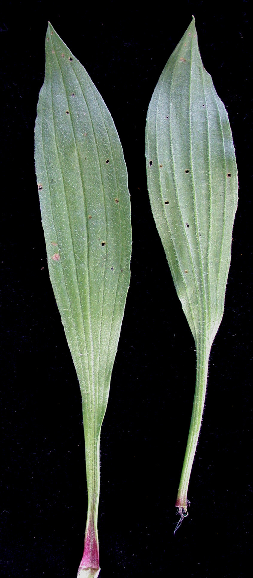 Blätter des Spitzwegerichs (Plantago lanceolata) von oben und unten – schmal-lanzettliche Form mit parallelen Längsrippen
