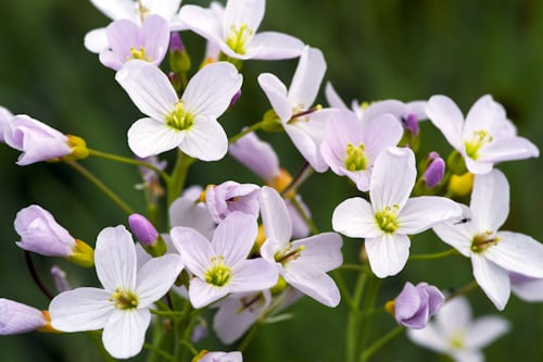Wiesenschaumkraut in voller Blüte: blassrosa bis weiß-violette vierblättrige Kreuzblüten mit gelbgrünen Staubblättern, typische Kreuzblütler-Form