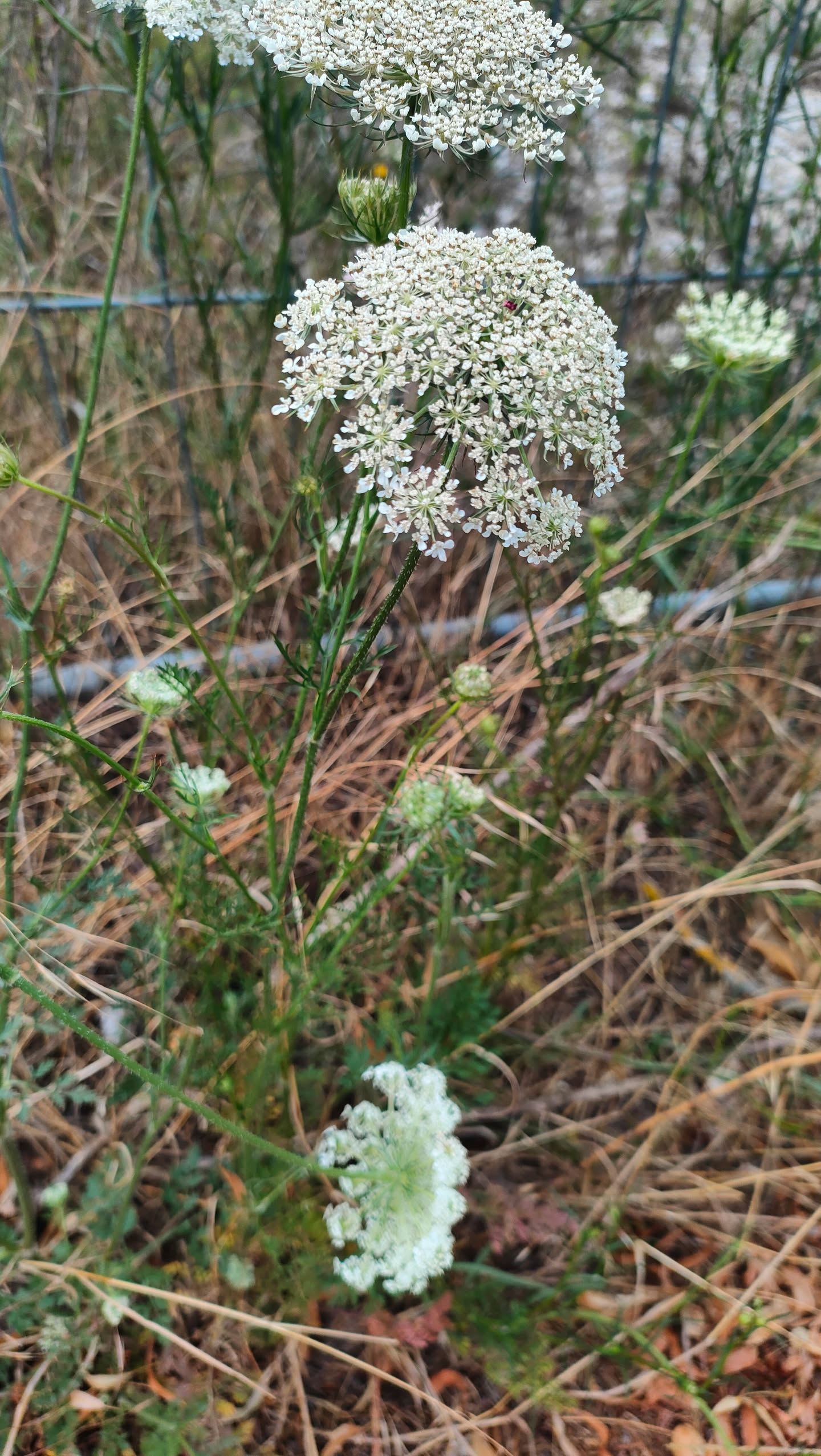 Wilde Möhre mit weißer Blütendolde und einer einzelnen dunkelroten Blüte genau in der Mitte