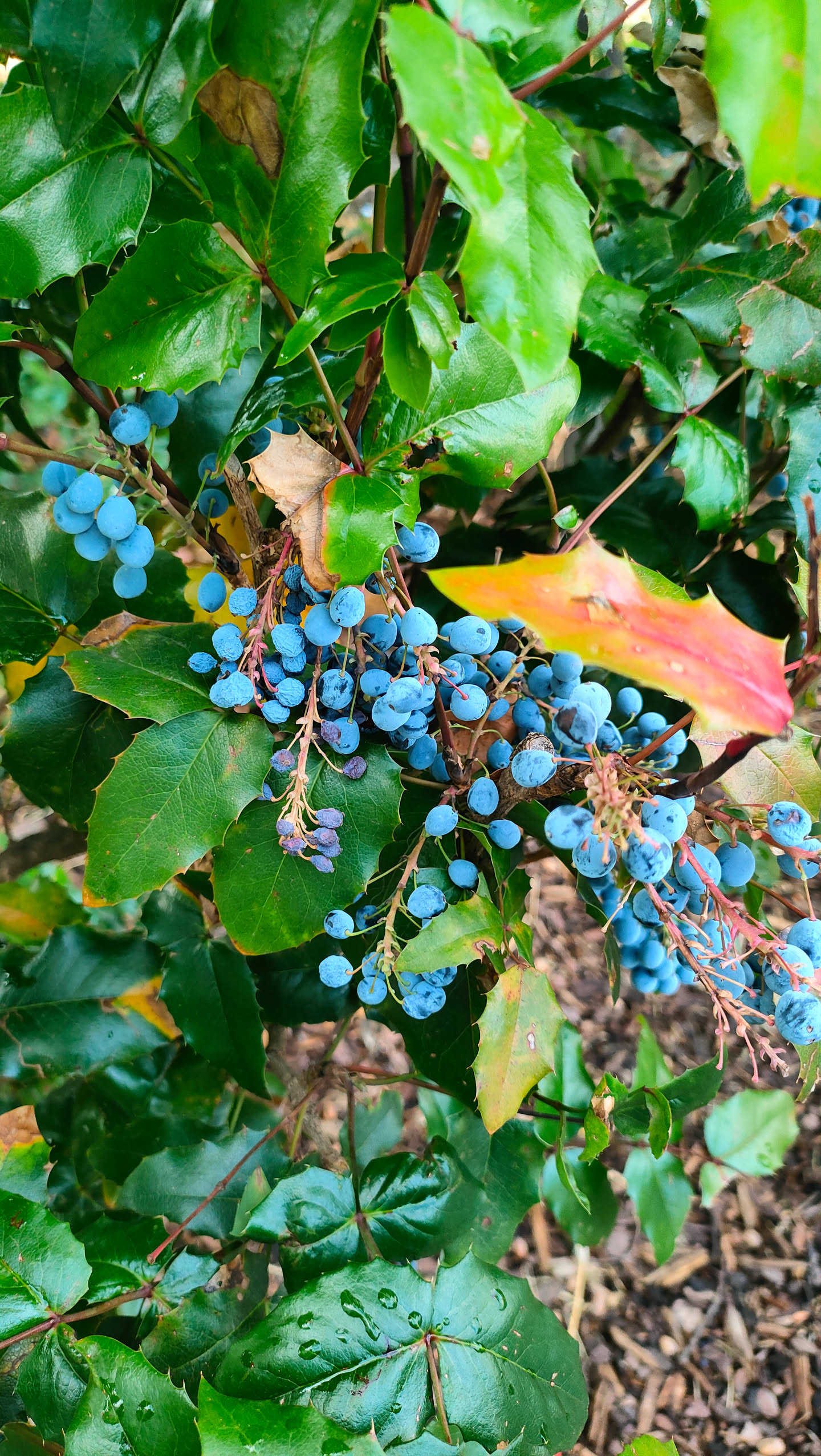 Mahonie mit traubenartigen Rispen aus bläulich bereiften Beeren an roten Stielen zwischen stechpalmenartig gezähnten Blättern