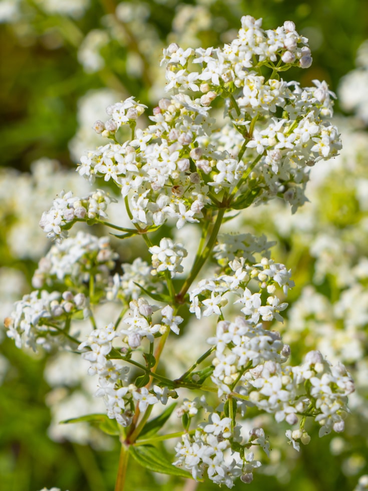 Frischer Waldmeister mit weißen Blüten im Sonnenlicht des Waldes