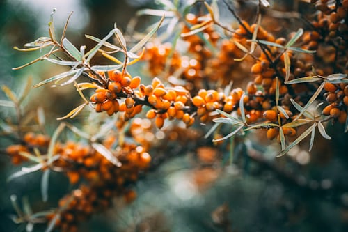 Leuchtend orange Sanddornbeeren dicht gedrängt am Zweig – die typische Ernte-Ansicht