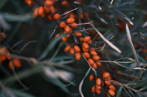 Sanddorn-Nahaufnahme: silbrig-grüne Lanzettblätter und oval-orange Beeren dicht am Zweig – das wichtigste Erkennungsmerkmal