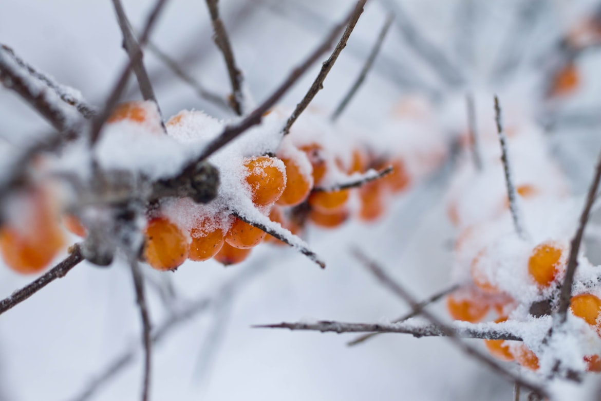 Sanddornbeeren mit Schnee bedeckt am Zweig – eingefrorene Beeren lassen sich deutlich leichter ernten