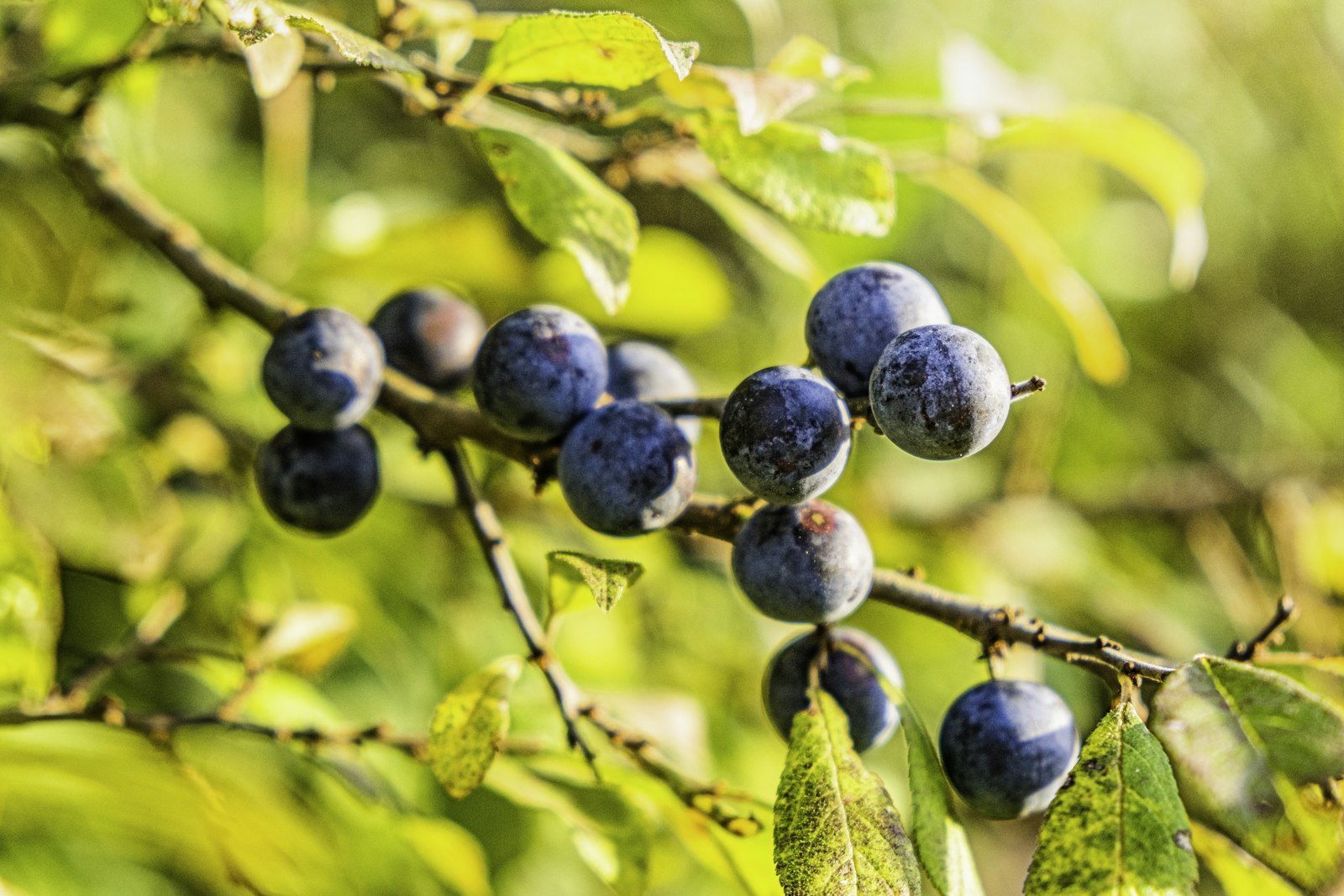 Reife Schlehenbeeren mit bläulichem Wachsreif am Zweig