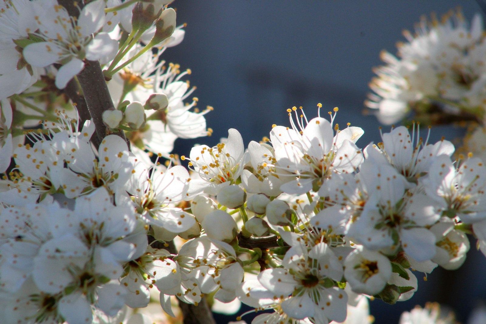 Schlehenblüte im März – weiße Blüten an kahlen dornigen Zweigen