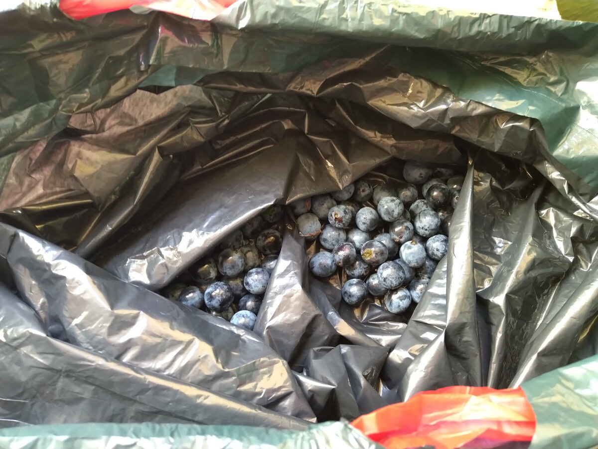 Erste Schlehenbeeren in schwarzer Sammeltüte – Beginn der Ernte an einem ertragreichen Standort