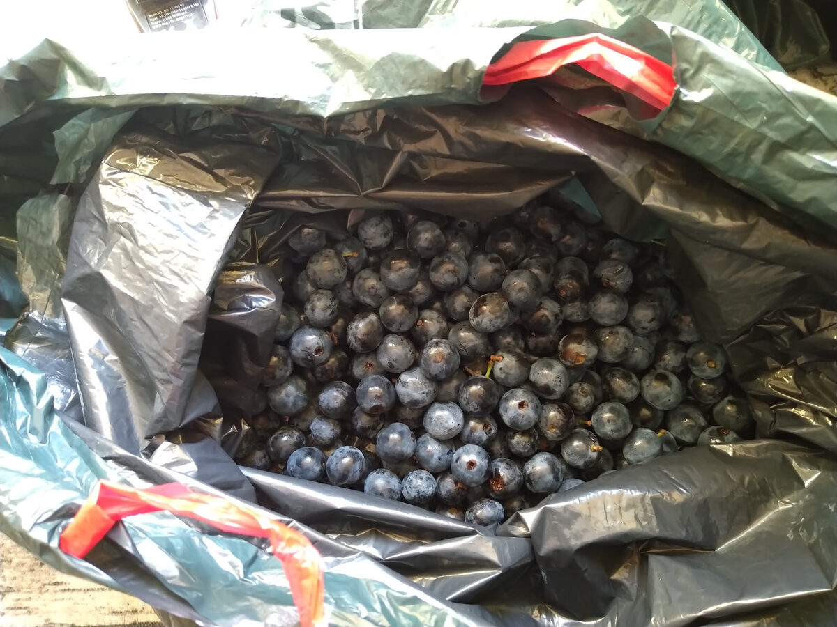 Große Sammeltüte gefüllt mit Schlehenbeeren nach einer ergiebigen Herbsternte – mehrere Kilogramm auf einmal