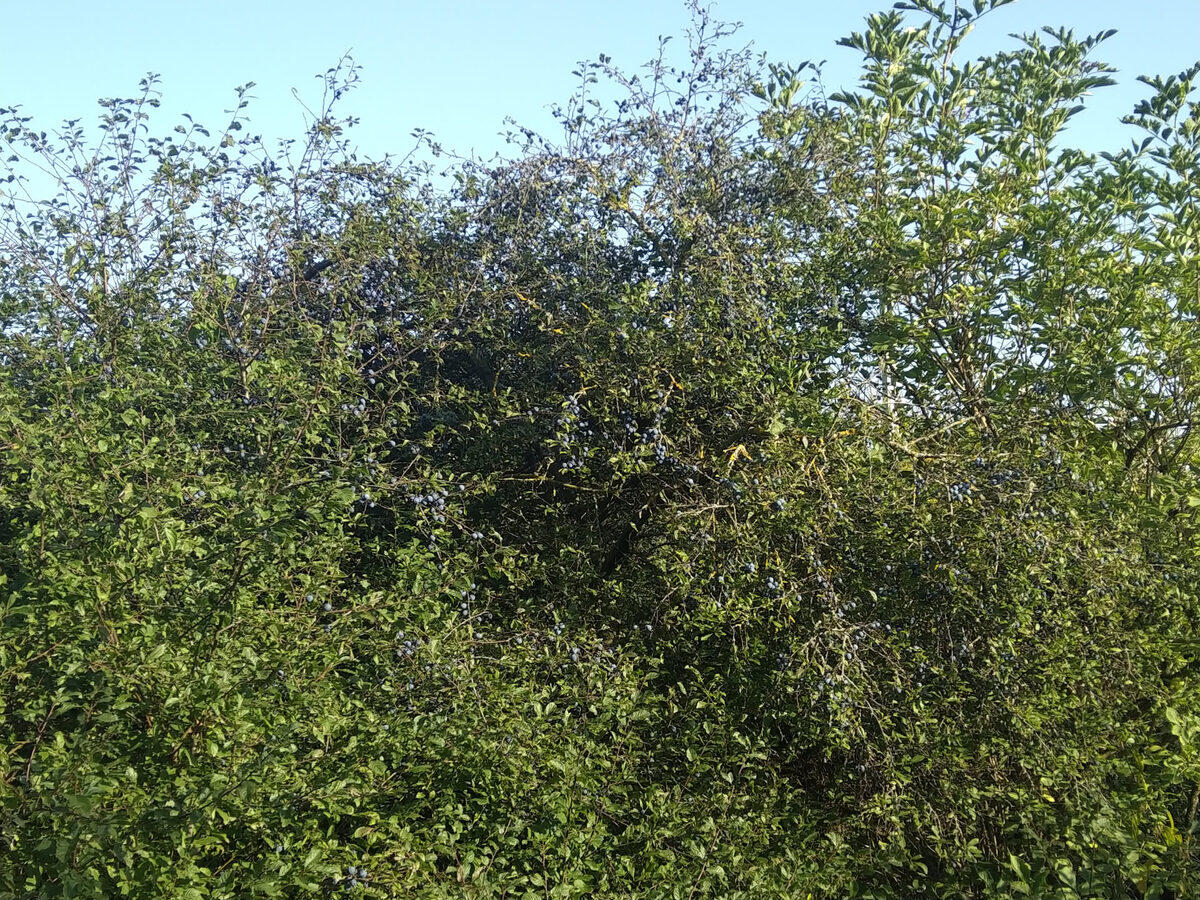 Freistehender Schlehenstrauch mit reifen Beeren vor blauem Herbsthimmel – typischer Standort an einer offenen Hecke
